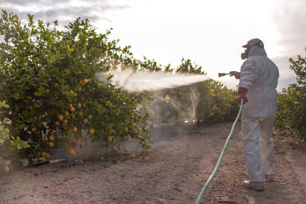 Best Pest Removal Services  in Braddock, VA