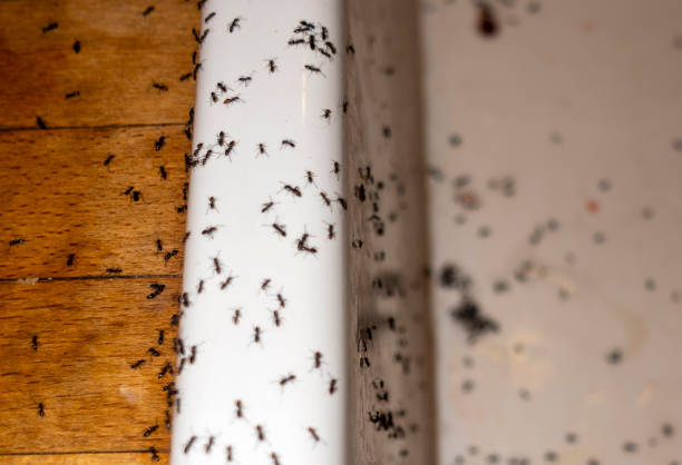 Best Wildlife Control Services  in Braddock, VA